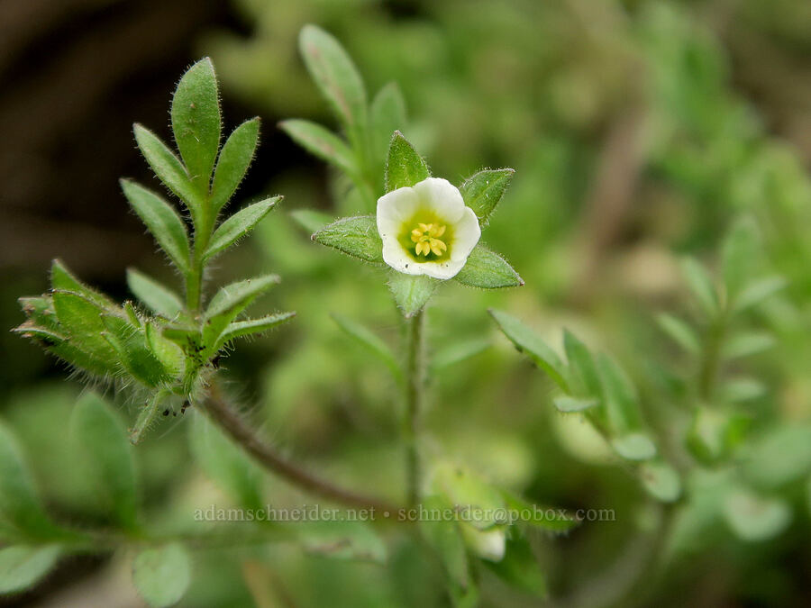 small-flowered Jacob's-ladder (Polemonium micranthum) [Black Canyon, Sutton Mountain WSA, Wheeler County, Oregon]