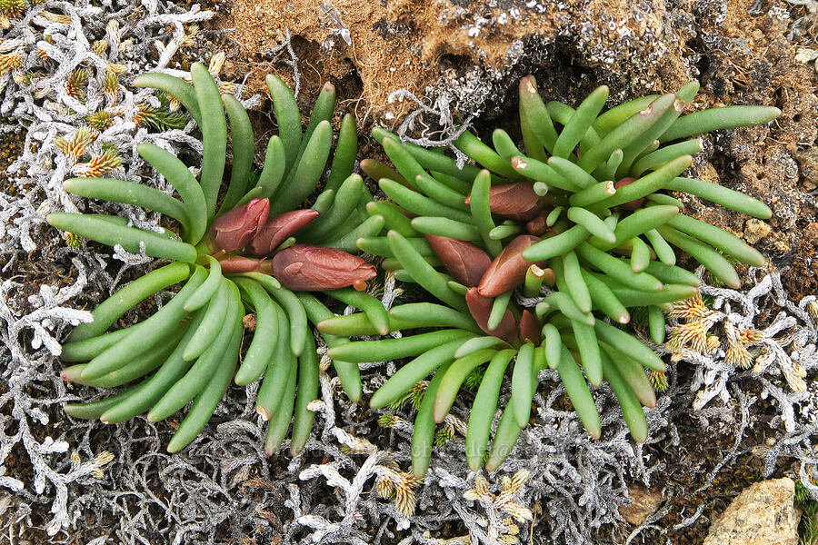 bitterroot, budding (Lewisia rediviva) [Black Canyon, Sutton Mountain WSA, Wheeler County, Oregon]