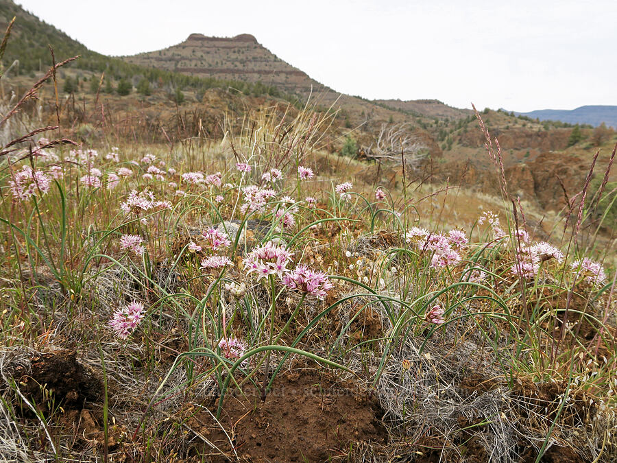 rock onions (Allium macrum) [Black Canyon, Sutton Mountain WSA, Wheeler County, Oregon]