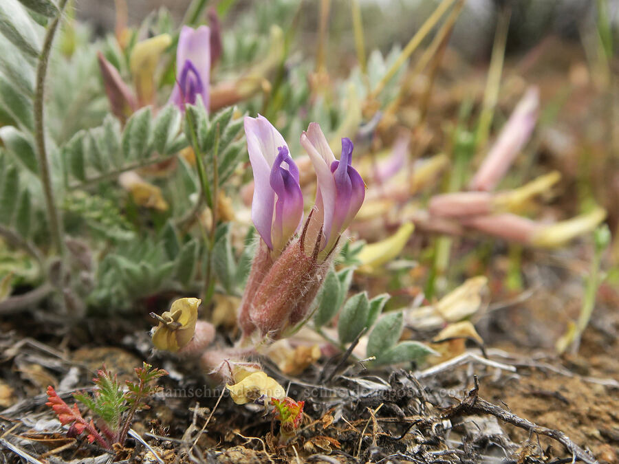 woolly-pod milk-vetch (Astragalus purshii var. purshii) [Black Canyon, Sutton Mountain WSA, Wheeler County, Oregon]
