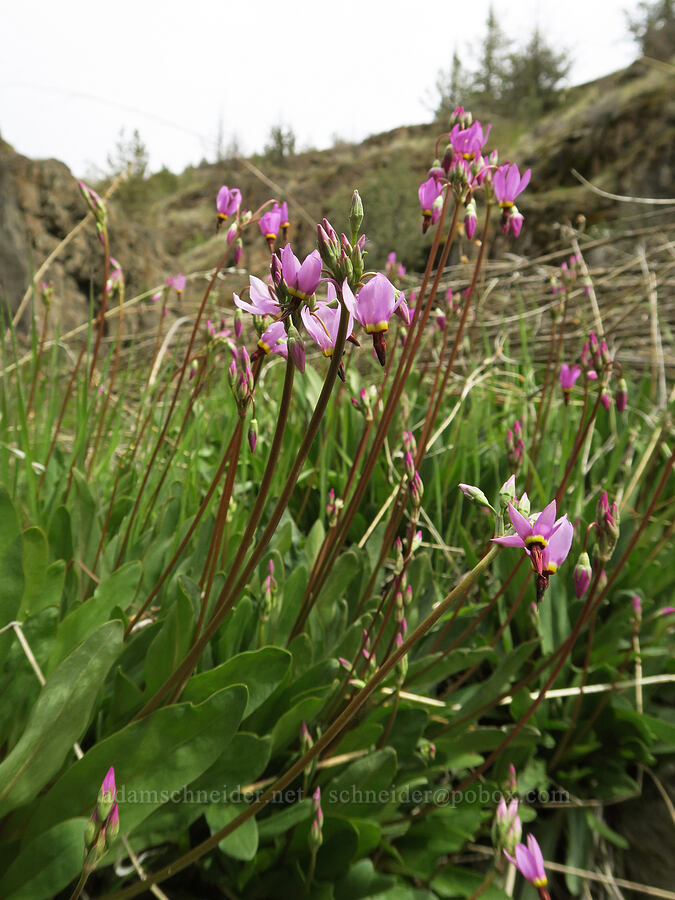 dark-throated shooting stars (Dodecatheon pulchellum var. monanthum (Primula pauciflora var. monantha)) [Black Canyon, Sutton Mountain WSA, Wheeler County, Oregon]