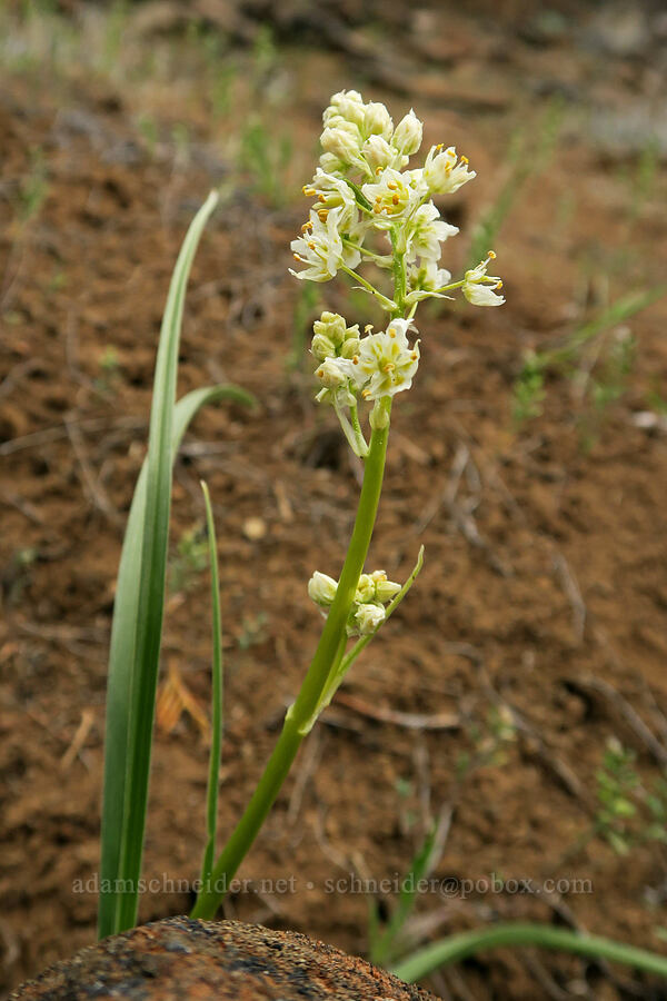 panicled death-camas (Toxicoscordion paniculatum (Zigadenus paniculatus)) [Black Canyon, Sutton Mountain WSA, Wheeler County, Oregon]