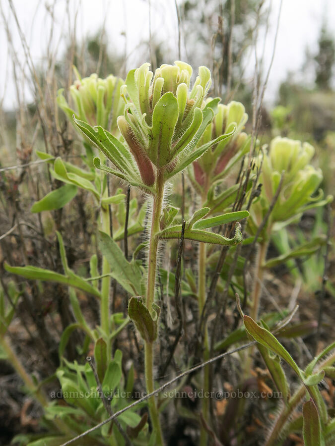 yellow-hair paintbrush (Castilleja xanthotricha) [Twickenham-Burnt Ranch Road, Wheeler County, Oregon]