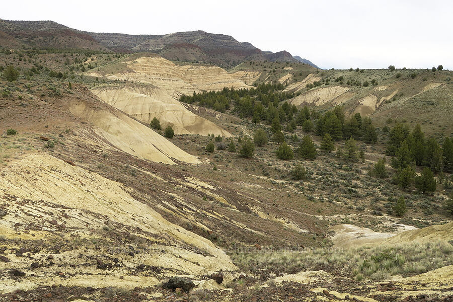 beige basin [Sutton Mountain WSA, Wheeler County, Oregon]