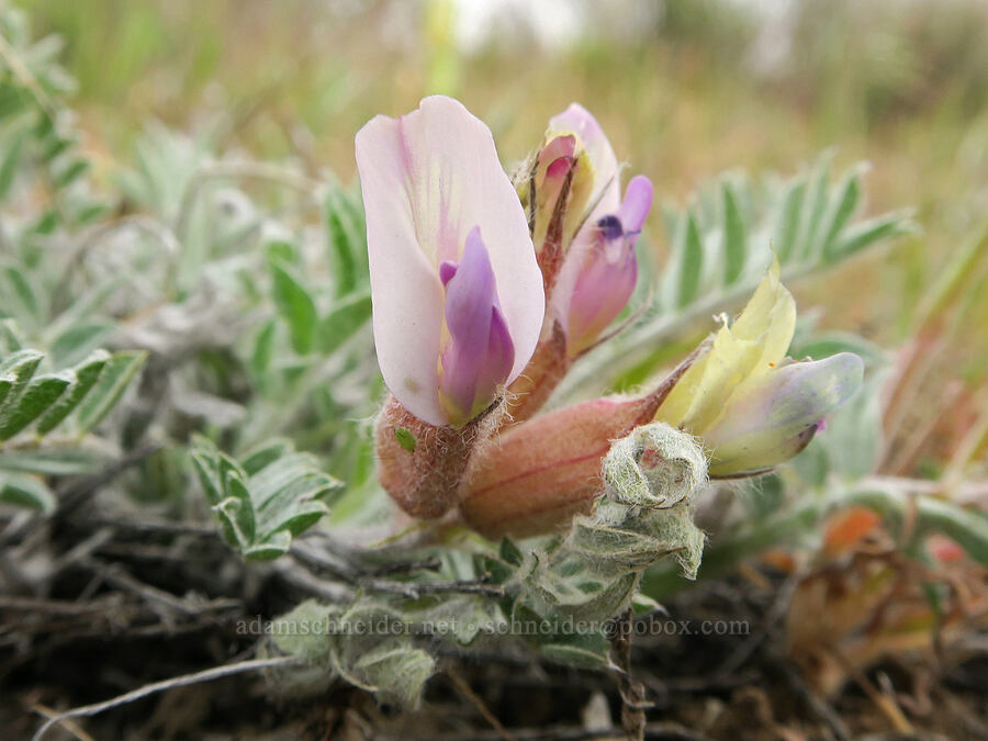 woolly-pod milk-vetch (Astragalus purshii var. purshii) [Sutton Mountain WSA, Wheeler County, Oregon]