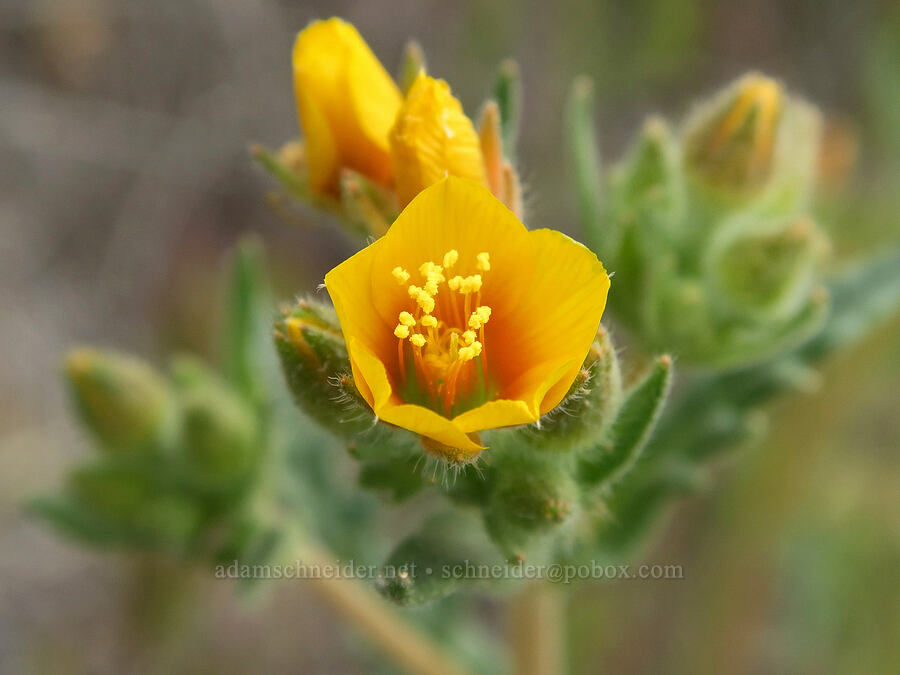 Veatch's blazing-star (?) (Mentzelia veatchiana) [Sutton Mountain WSA, Wheeler County, Oregon]