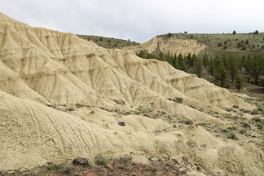 beige basin [Sutton Mountain WSA, Wheeler County, Oregon]