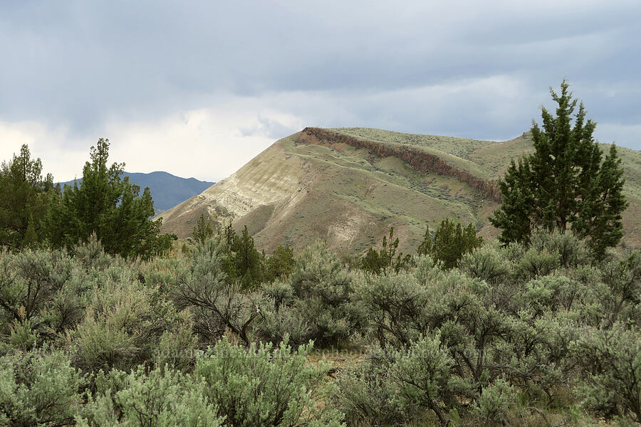 Carroll Rim [Sutton Mountain WSA, Wheeler County, Oregon]