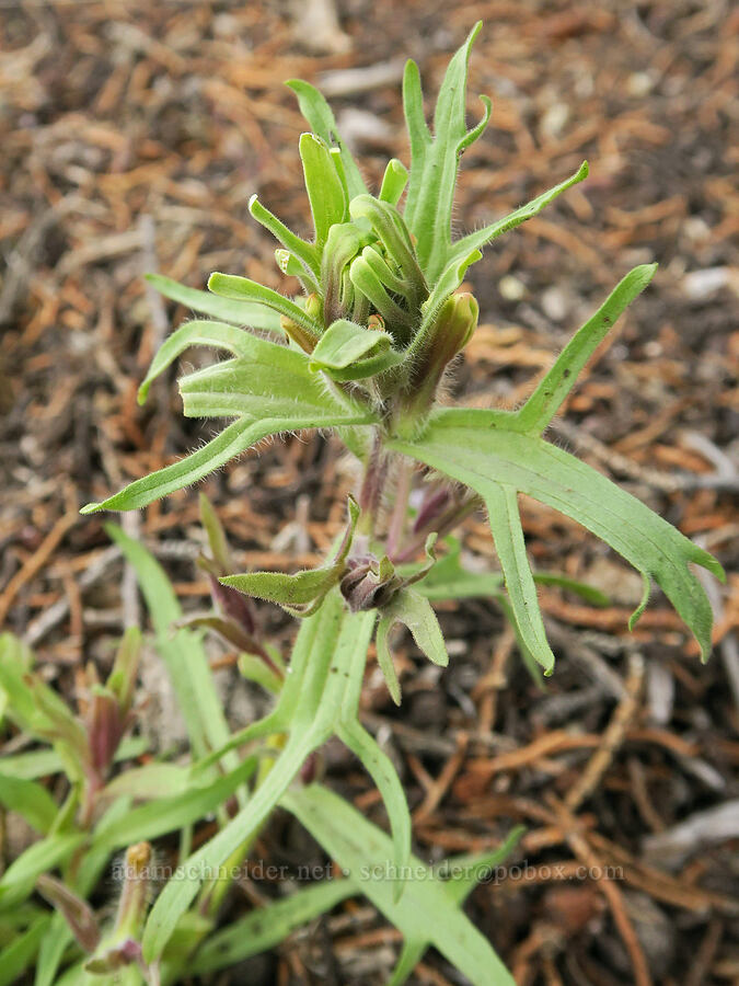 yellow-hair paintbrush growing in the shade (Castilleja xanthotricha) [Sutton Mountain WSA, Wheeler County, Oregon]