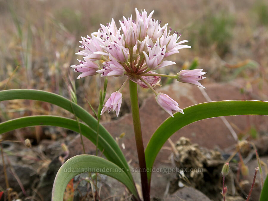 Tolmie's onion (Allium tolmiei) [Sutton Mountain WSA, Wheeler County, Oregon]