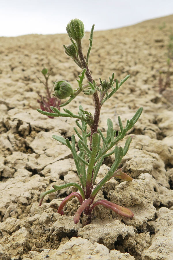 John Day pincushion, budding (Chaenactis nevii) [Bear Creek Road, John Day Fossil Beds National Monument, Wheeler County, Oregon]