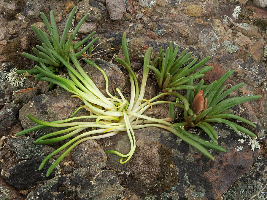 bitterroot growing under a rock (Lewisia rediviva) [Red Scar Knoll Trail, John Day Fossil Beds National Monument, Wheeler County, Oregon]