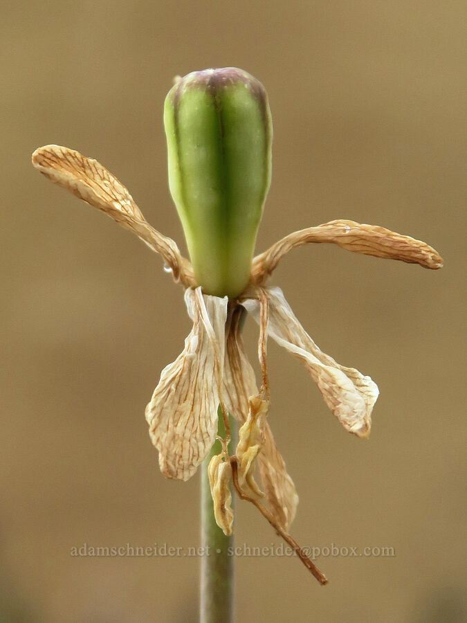 yellow bell, going to seed (Fritillaria pudica) [Red Scar Knoll Trail, John Day Fossil Beds National Monument, Wheeler County, Oregon]