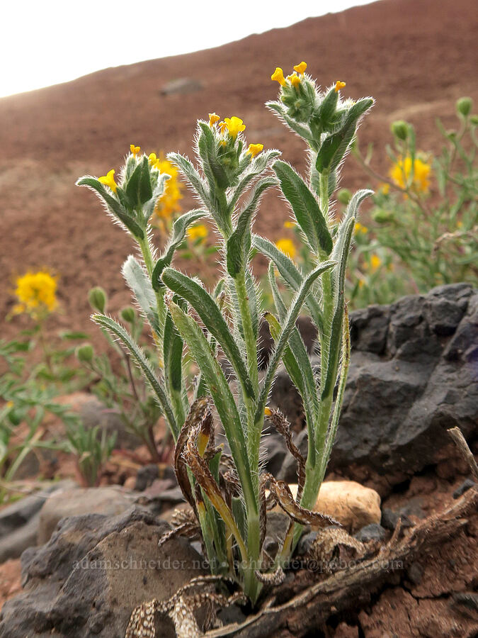 fiddleneck (Amsinckia menziesii) [Sutton Mountain WSA, Wheeler County, Oregon]