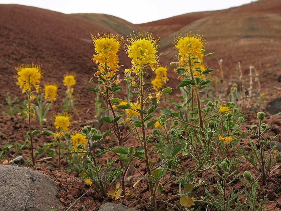 golden bee plant (Cleomella platycarpa (Peritoma platycarpa) (Cleome platycarpa)) [Sutton Mountain WSA, Wheeler County, Oregon]