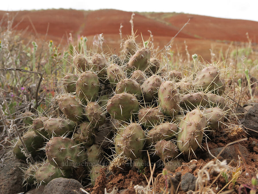 brittle prickly-pear cactus (Opuntia fragilis) [Sutton Mountain WSA, Wheeler County, Oregon]