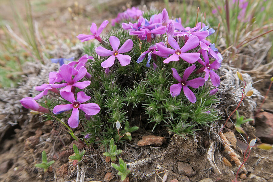 purple Douglas' phlox (Phlox douglasii (Phlox caespitosa)) [Forest Road 57, Crooked River National Grassland, Jefferson County, Oregon]