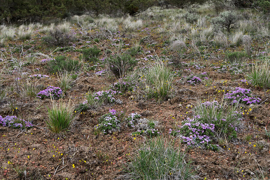 Douglas' phlox & gold stars (Phlox douglasii (Phlox caespitosa), Crocidium multicaule) [Rimrock Springs Trail, Crooked River National Grassland, Jefferson County, Oregon]