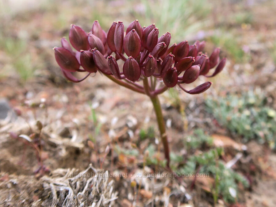 desert parsley seeds (Lomatium sp.) [Rimrock Springs Trail, Crooked River National Grassland, Jefferson County, Oregon]