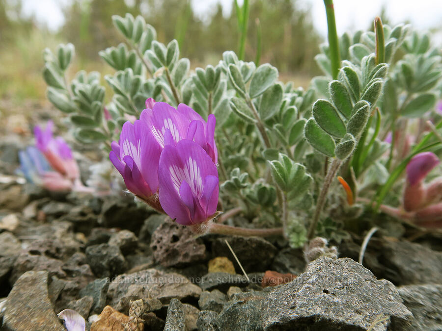 woolly-pod milk-vetch (Astragalus purshii) [Rimrock Springs Trail, Crooked River National Grassland, Jefferson County, Oregon]