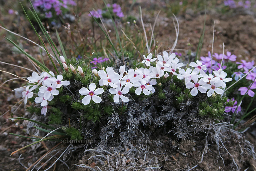 white Douglas' phlox (Phlox douglasii (Phlox caespitosa)) [Rimrock Springs Trail, Crooked River National Grassland, Jefferson County, Oregon]