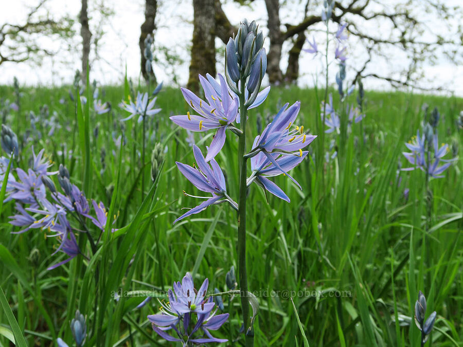 camas (Camassia quamash) [Nob Hill Nature Park, St. Helens, Columbia County, Oregon]