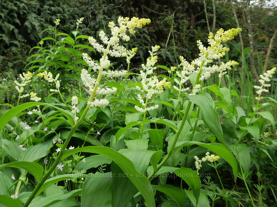 feathery false Solomon's-seal (Maianthemum racemosum ssp. amplexicaule (Smilacina racemosa)) [Nob Hill Nature Park, St. Helens, Columbia County, Oregon]
