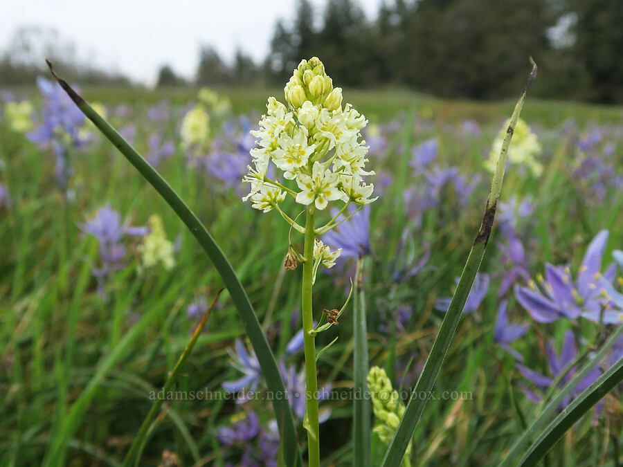 death-camas (Toxicoscordion venenosum (Zigadenus venenosus)) [Liberty Hill, St. Helens, Columbia County, Oregon]