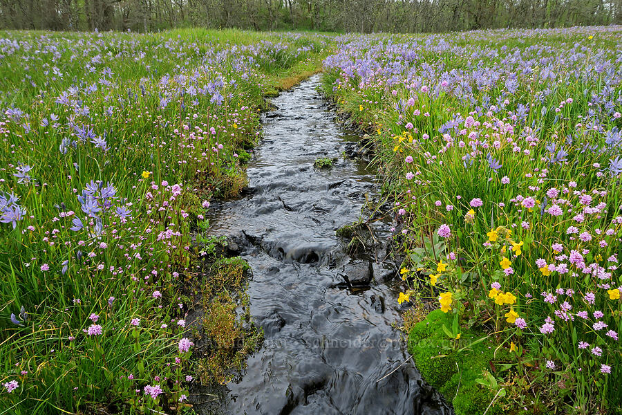 wildflowers (Plectritis congesta, Erythranthe sp. (Mimulus sp.), Camassia quamash) [Liberty Hill, St. Helens, Columbia County, Oregon]