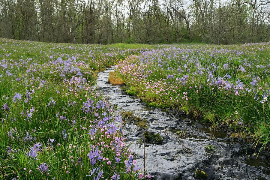 rosy plectritis & camas (Plectritis congesta, Camassia quamash) [Liberty Hill, St. Helens, Columbia County, Oregon]