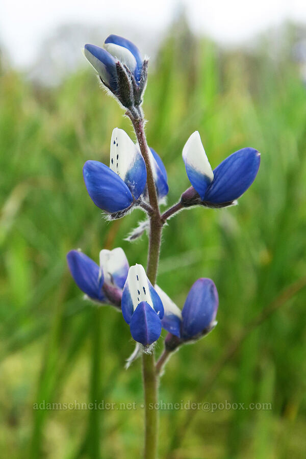 miniature lupine (Lupinus bicolor) [Liberty Hill, St. Helens, Columbia County, Oregon]