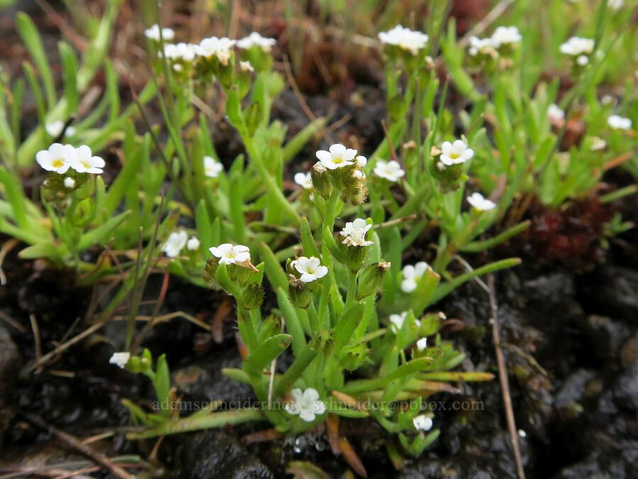 Scouler's popcorn flower (Plagiobothrys scouleri) [Liberty Hill, St. Helens, Columbia County, Oregon]