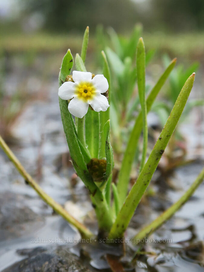 fragrant popcorn flower (Plagiobothrys figuratus) [Liberty Hill, St. Helens, Columbia County, Oregon]