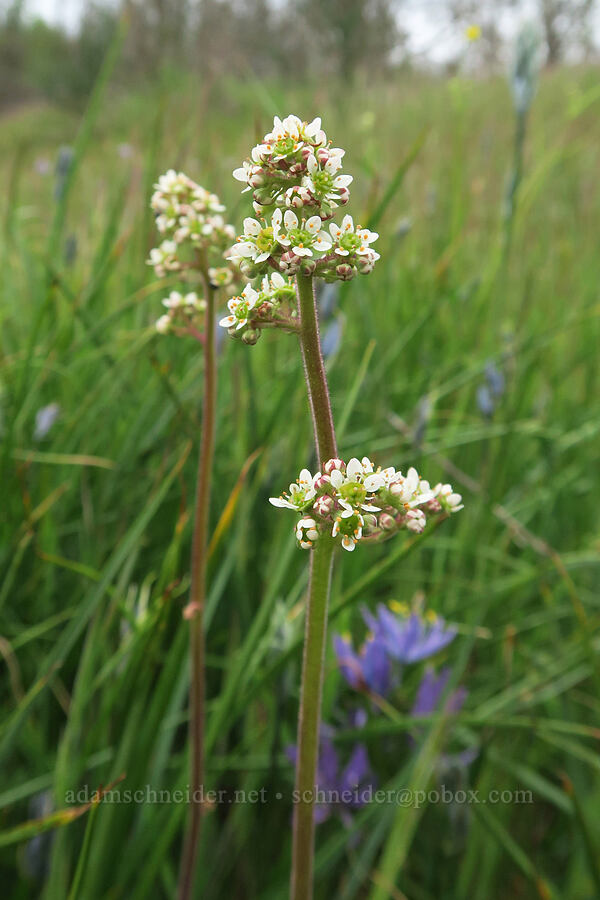 Oregon saxifrage (Micranthes oregana (Saxifraga oregana)) [Liberty Hill, St. Helens, Columbia County, Oregon]