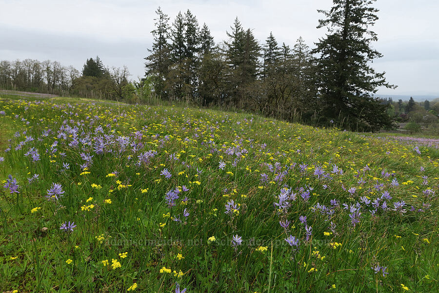 camas & spring-gold parsley (Camassia quamash, Lomatium utriculatum) [Liberty Hill, St. Helens, Columbia County, Oregon]