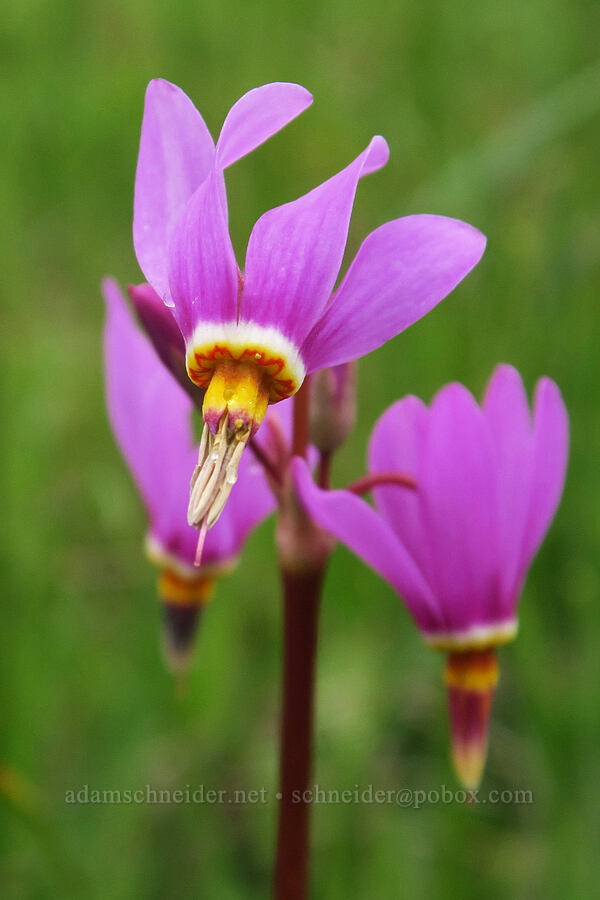 Alaskan shooting stars (Dodecatheon pulchellum var. macrocarpum (Primula pauciflora var. macrocarpa)) [Liberty Hill, St. Helens, Columbia County, Oregon]