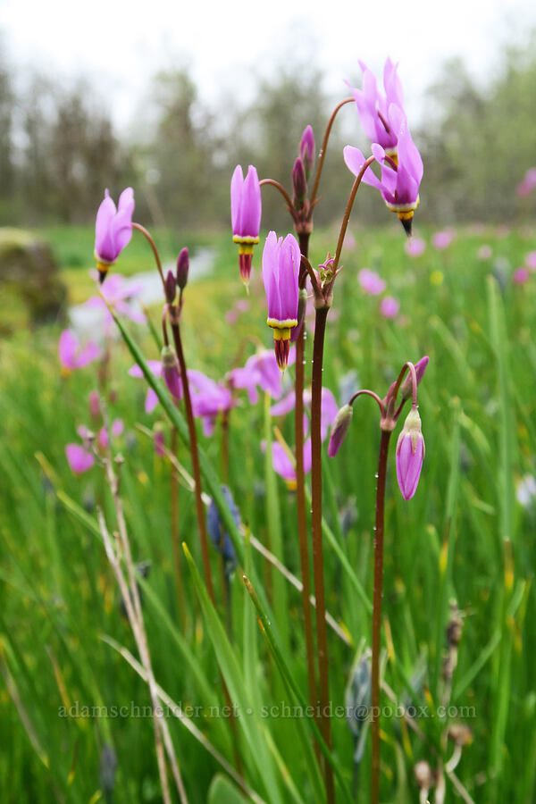 Alaskan shooting stars (Dodecatheon pulchellum var. macrocarpum (Primula pauciflora var. macrocarpa)) [Liberty Hill, St. Helens, Columbia County, Oregon]