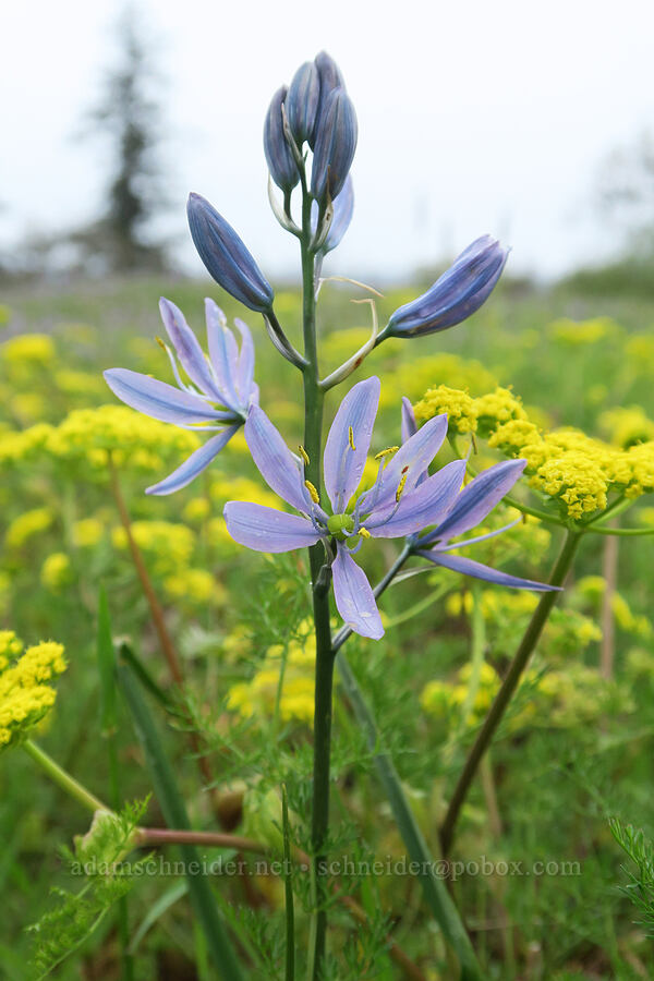 camas & spring-gold parsley (Camassia quamash, Lomatium utriculatum) [Liberty Hill, St. Helens, Columbia County, Oregon]