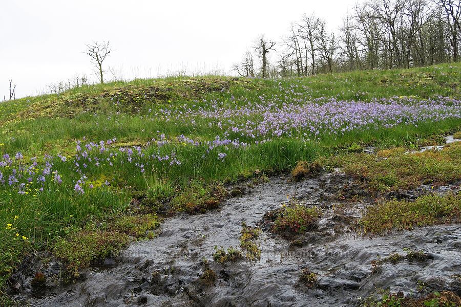 camas (Camassia quamash) [Liberty Hill, St. Helens, Columbia County, Oregon]
