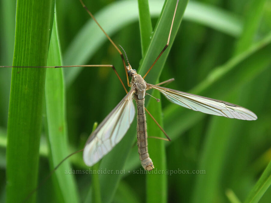 marsh crane fly (Tipula oleracea) [Liberty Hill, St. Helens, Columbia County, Oregon]