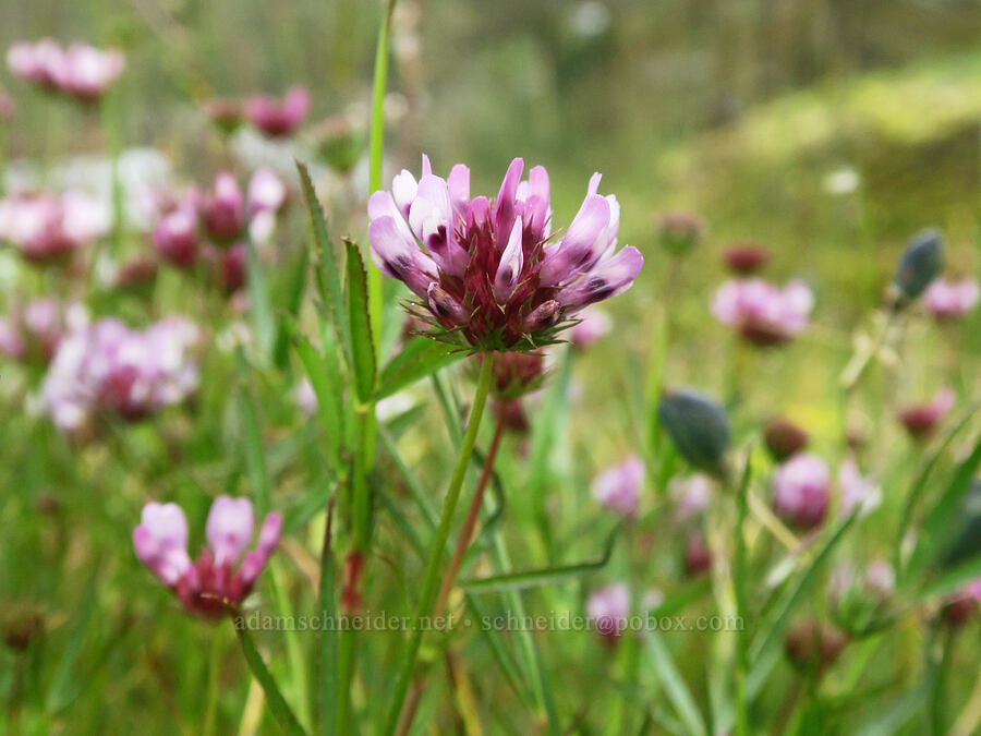 tomcat clover (Trifolium willdenovii) [Liberty Hill, St. Helens, Columbia County, Oregon]