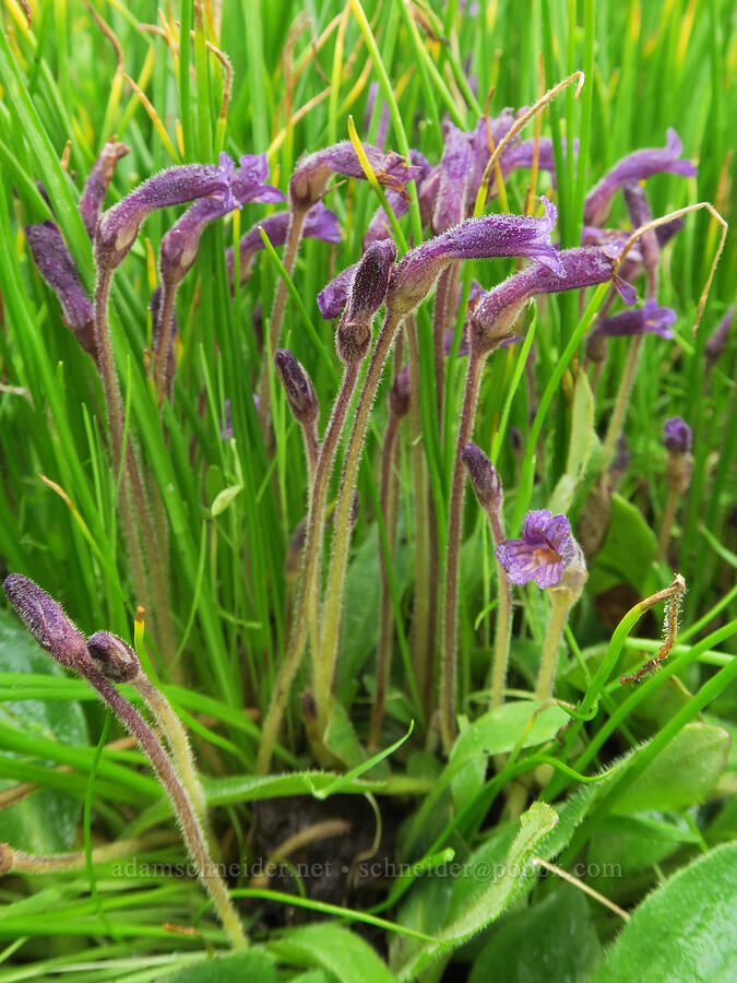 naked broomrape (Aphyllon purpureum (Orobanche uniflora)) [Liberty Hill, St. Helens, Columbia County, Oregon]