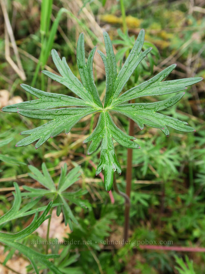 Nuttall's larkspur leaves (Delphinium nuttallii) [Liberty Hill, St. Helens, Columbia County, Oregon]
