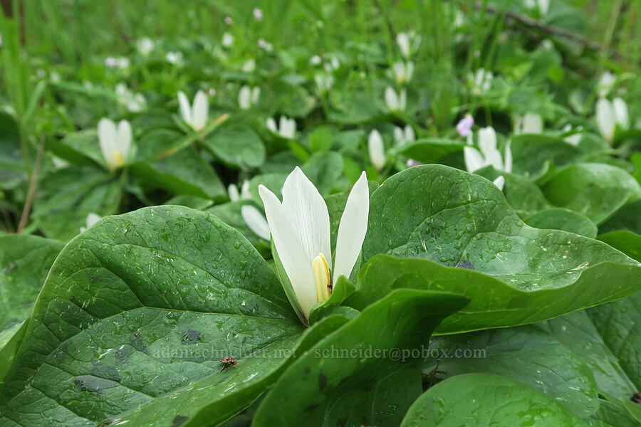 white sessile-flowered trillium (Trillium albidum) [Liberty Hill, St. Helens, Columbia County, Oregon]