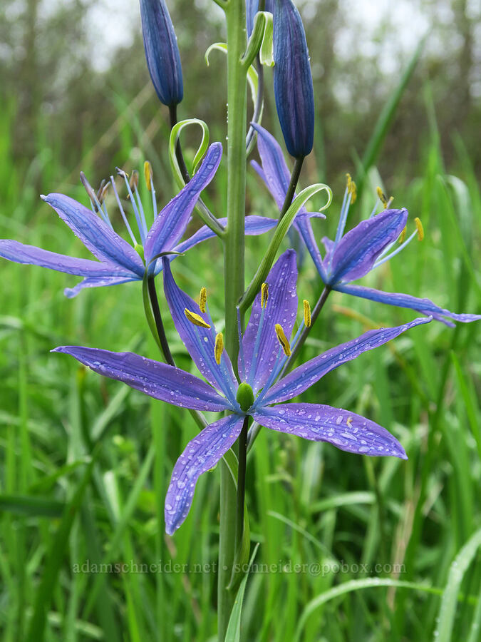 great camas (Camassia leichtlinii ssp. suksdorfii) [Liberty Hill, St. Helens, Columbia County, Oregon]