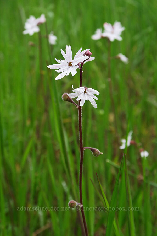 prairie stars (Lithophragma parviflorum) [Liberty Hill, St. Helens, Columbia County, Oregon]