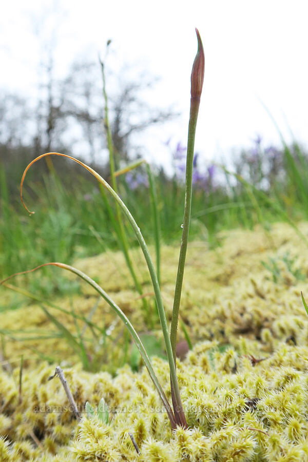 taper-tip onion, budding (Allium acuminatum) [Liberty Hill, St. Helens, Columbia County, Oregon]