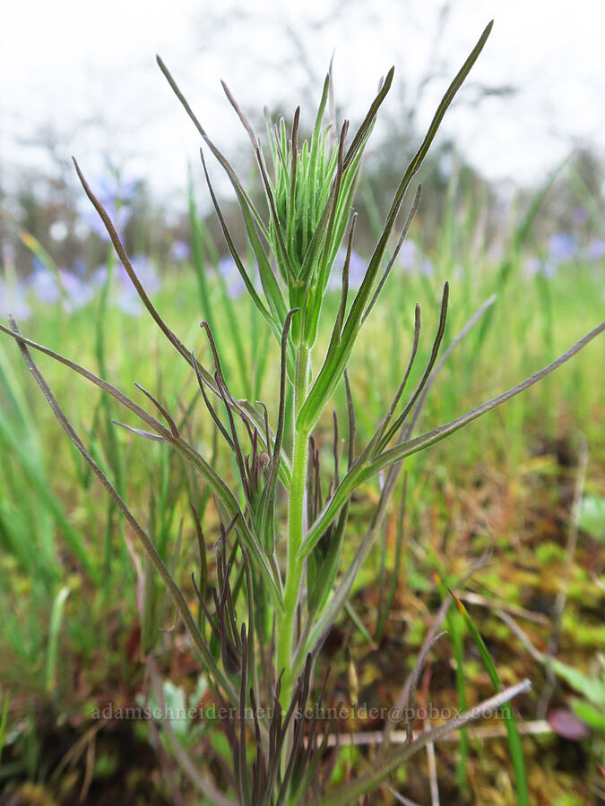 narrow-leaf paintbrush leaves (Castilleja attenuata (Orthocarpus attenuatus)) [Liberty Hill, St. Helens, Columbia County, Oregon]