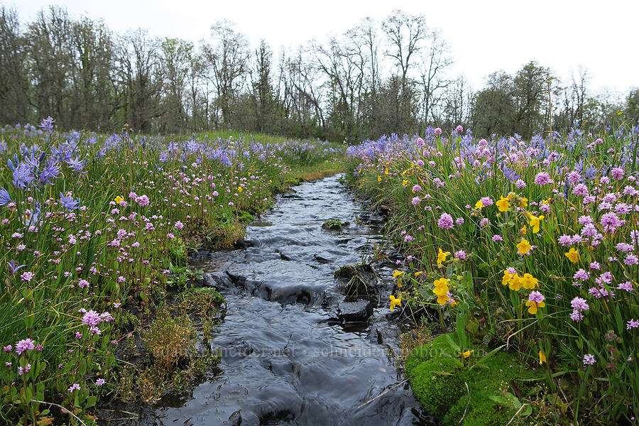 wildflowers (Plectritis congesta, Erythranthe sp. (Mimulus sp.), Camassia quamash) [Liberty Hill, St. Helens, Columbia County, Oregon]