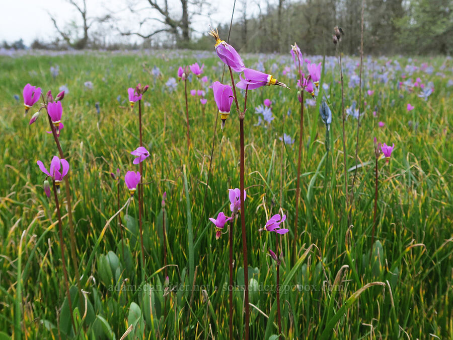 Alaskan shooting stars (Dodecatheon pulchellum var. macrocarpum (Primula pauciflora var. macrocarpa)) [Liberty Hill, St. Helens, Columbia County, Oregon]